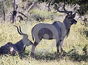 Pair of two specimens of common eland antelope species, common eland or Cape elk is an artiodactyl mammal