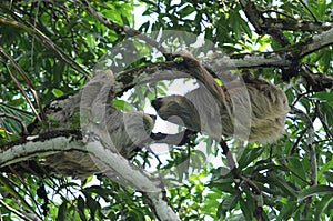 Pair of two toe sloths in tree, costa rica photo