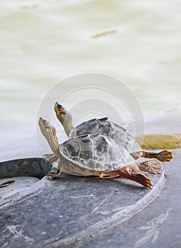 Pair of two Tortoises relaxing near a lake.