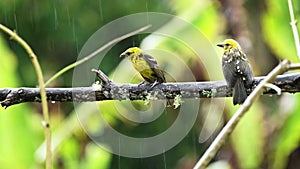 Pair of Two Tropical Birds in Costa Rica, Baltimore Oriel (icterus galbula), Colourful Bird Couple i