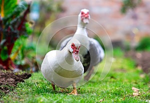 Pair of two walking duck on the grass. Side view of white duck
