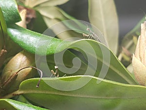 Two preying mantises on a rhododendron photo