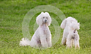 Pair of two white poodle dogs on green grass field