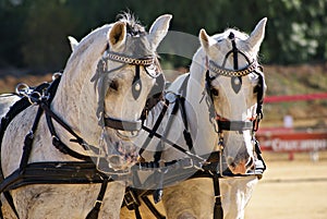 Pair of two white Spanish horses pulling a carriage