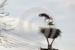 Pair of two white storks in the nest on a lamppost