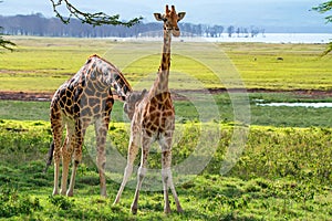 Pair of Ugandan giraffe browses in savannah