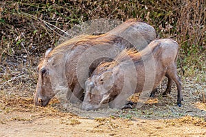 Pair of ugly Wildhogs at Kruger National Park