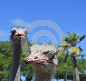 Pair of Unattractive Ostriches on a Spring Day