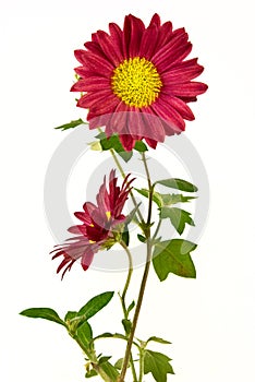 Pair of uncultivated chrysanthemum