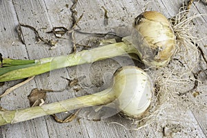 A Pair Of Unearthed Sweet White Onions