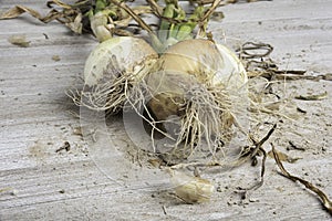 A Pair Of Unearthed Sweet White Onions photo