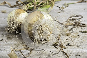 A Pair Of Unearthed Sweet White Onions photo