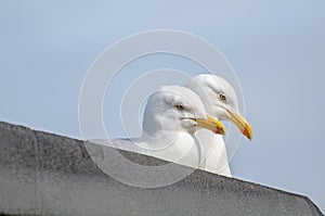 A pair of Urban Herring Gulls, Larus argentatus, guarding their rooftop nest