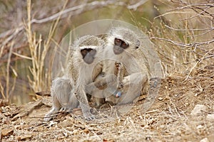 Pair of Vervet Monkeys photo
