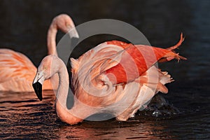 A pair of vibrant flamingoes moving through water