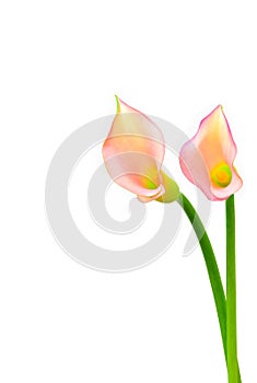 Pair of vibrant light pink and yellow color calla lillies against white background