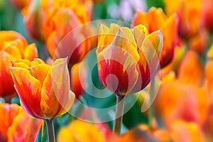 Pair of vibrant red orange tulips in the field