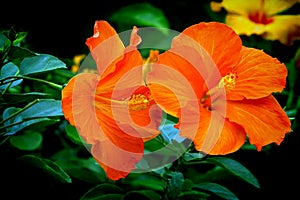 Pair of vibrant orange hibiscus flowers