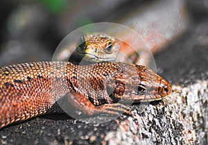 A pair of viviparous lizard or common lizard Zootoca vivipara