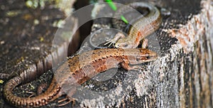 A pair of viviparous lizard or common lizard Zootoca vivipara