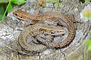 Pair of viviparous lizards (Zootoca vivipara) sunbathing