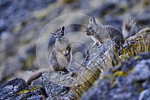 Pair of vizcachas (Lagidium viscacia)