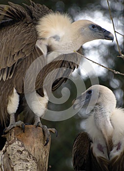 Pair of vultures photo