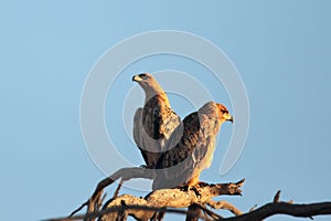 A pair of Wahlberg`s eagles Hieraaetus wahlbergi sitting on dry branch with blue sky in background