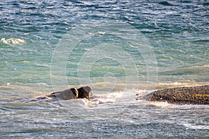 Pair of walrus off Devon Coast, Nunavut, Canada