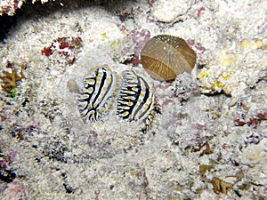 Pair of Wart Slugs Seychelles