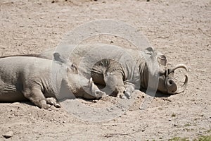 a pair of warthogs are lying on the ground with their eyes closed, resting, making for a humorous and adorable sight.