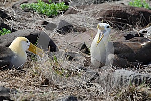 Pair of waved albatross (Phoebastria irrorata)