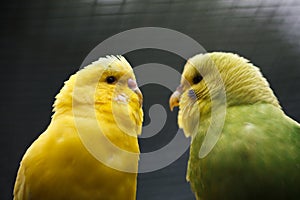 A pair of wavy parrots.