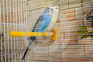 Pair of wavy parrots in a cage