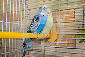 Pair of wavy parrots in a cage