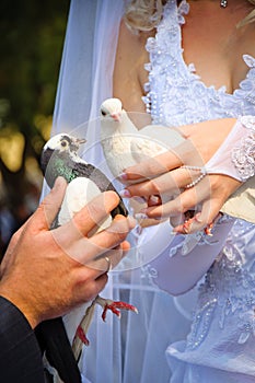 Pair of wedding pigeons in hands