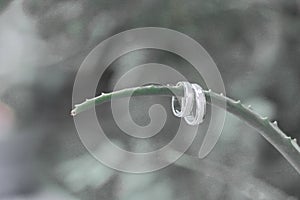 a pair of wedding rings hold on aloe plant