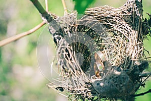 Pair of wedding rings laying in nest. Wedding decoration. Symbol of family, togetherness and love.