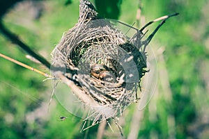 Pair of wedding rings laying in nest. Wedding decoration. Symbol of family, togetherness and love.
