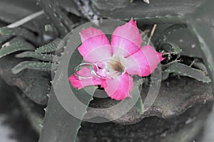 a pair of wedding rings on red flower