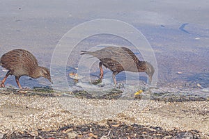 A pair of weka known also as Maori hen or woodhen, in the beach of Ulva Island of the Stewart Island, New Zealand.