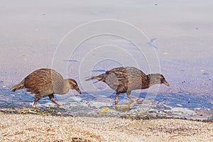 A pair of weka known also as Maori hen or woodhen, in the beach of Ulva Island of the Stewart Island, New Zealand.