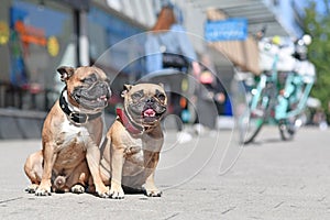 Pair of well behaved French Bulldog dogs without leash sitting in city street on sunny day