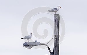 A pair of Western Gulls (Larus occidentalis) sit atop a street light in Grand Bank, Newfoundland, Atlantic Canada.