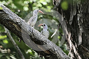 Pair of western red-billed hornbills, Tockus kempi, on a branch