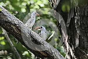 Pair of western red-billed hornbills, Tockus kempi, on a branch