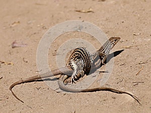 Pair of western whiptail lizards mating in the sun