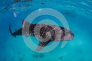 A pair of Whale Sharks near the surface