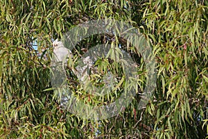 Australian Wildlife Series - Little Corella Cockatoo - Cacatua sanguinea photo