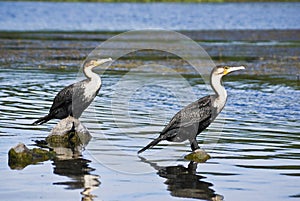 Pair of White-breasted Cormorants